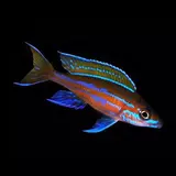 Paracyprichromis nigripinnis blue neon