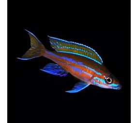 Paracyprichromis nigripinnis blue neon