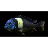 Tropheus duboisi maswa