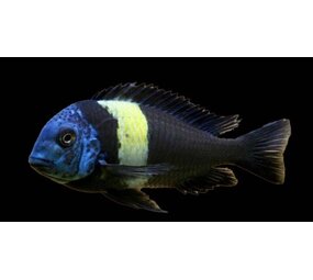 Tropheus duboisi maswa