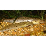 Acanthopsis Choirorhynchus Acanthopsis Choirorhynchus