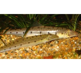 Acanthopsis Choirorhynchus