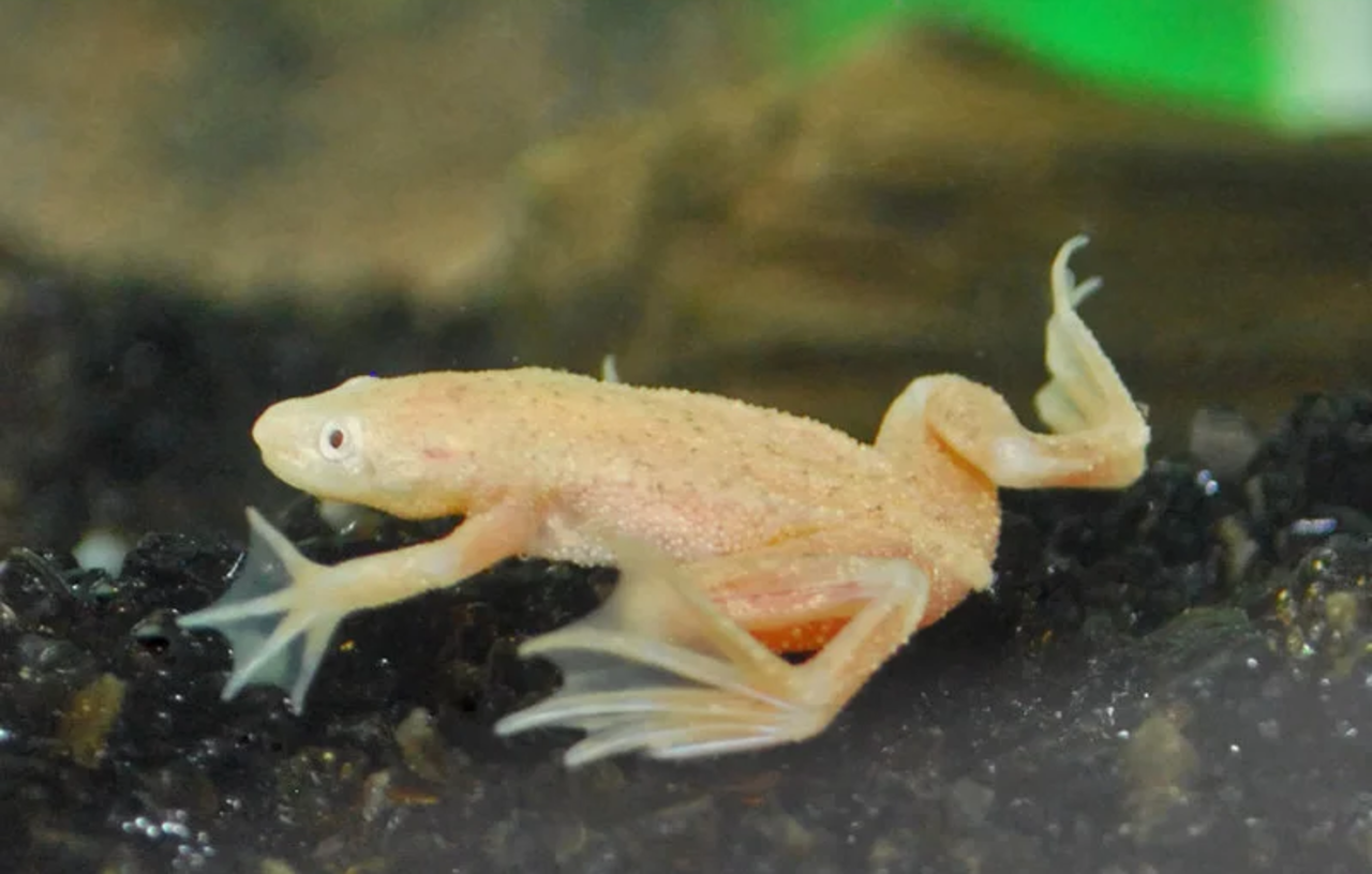 Dwergklauwkikker Goud