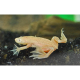 Dwergklauwkikker Goud Dwergklauwkikker Goud