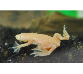 Dwergklauwkikker Goud