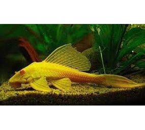 Pterygoplichthys Gibbiceps  Albino