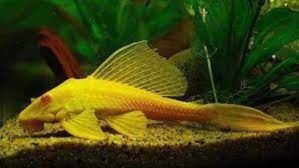 Pterygoplichthys Gibbiceps  Albino