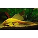 Pterygoplichthys Gibbiceps  Albino