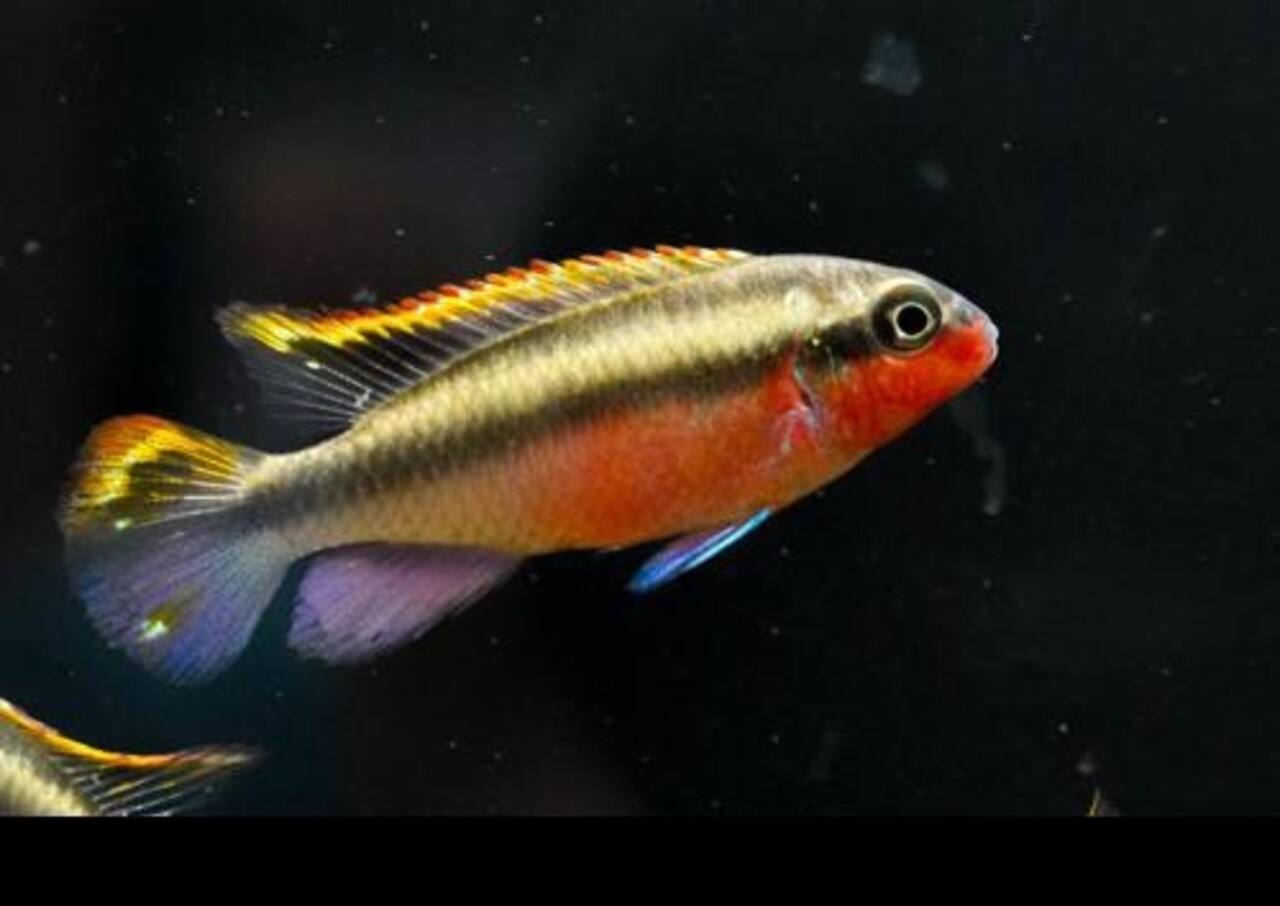 Pelvicachromis Kribensis Red