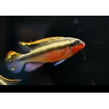 Pelvicachromis Kribensis Red