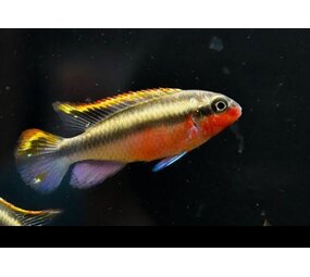 Pelvicachromis Kribensis Red