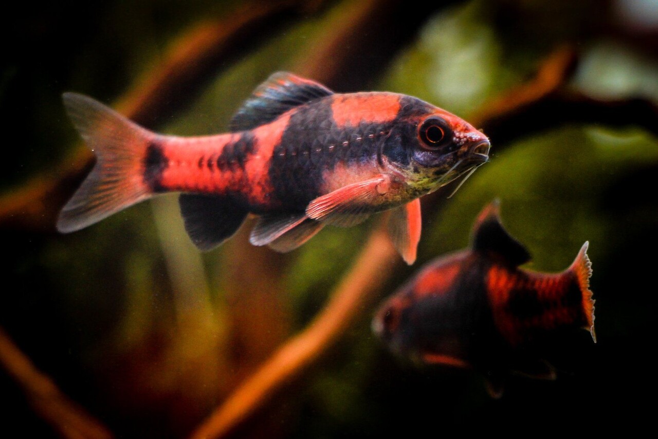 Puntius Melanampyx