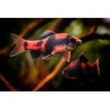 Puntius Melanampyx
