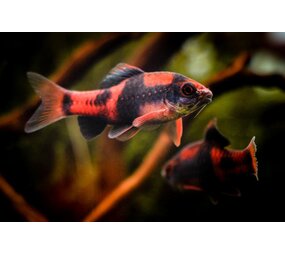 Puntius Melanampyx