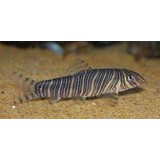 Botia Striata Botia Striata