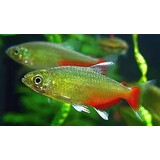 Aphyocharax Rathbuni Aphyocharax Rathbuni