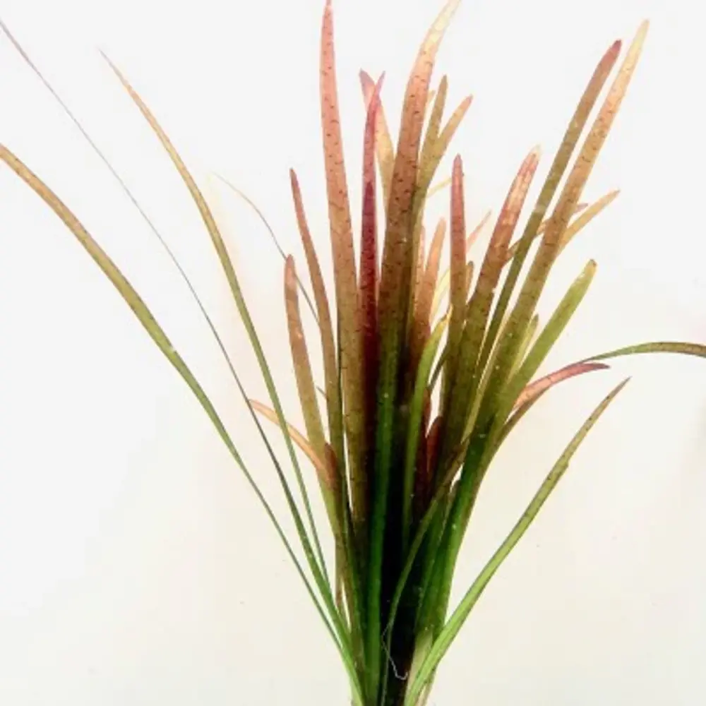 Moerings Vallisneria Spiralis Rood Moerings Vallisneria Spiralis Rood