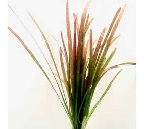 Moerings Vallisneria Spiralis Rood Moerings Vallisneria Spiralis Rood