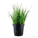 Moerings Lilaeopsis mauritius pot Moerings Lilaeopsis mauritius pot