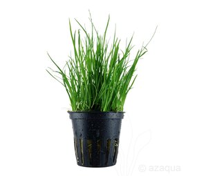 Moerings Lilaeopsis mauritius pot Moerings Lilaeopsis mauritius pot