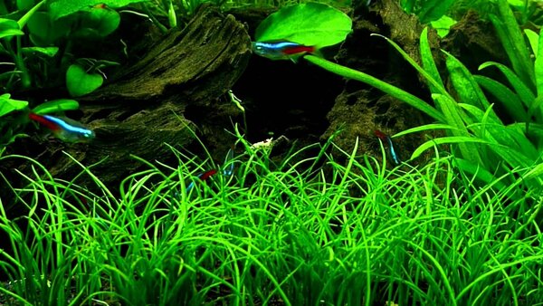 Moerings Lilaeopsis mauritius pot