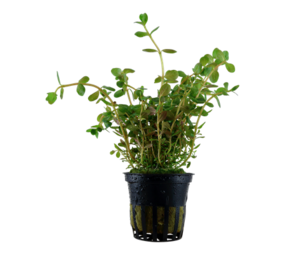 Moerings Rotala rotundifolia Moerings Rotala rotundifolia