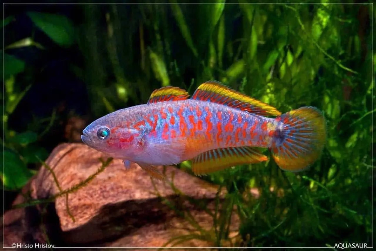 Tateurndina Ocellicauda Tateurndina Ocellicauda