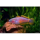 Tateurndina Ocellicauda Tateurndina Ocellicauda