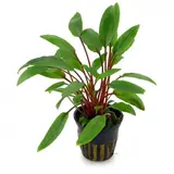 Moerings Cryptocoryne Becketti  Pot