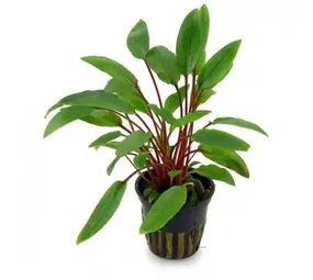 Moerings Cryptocoryne Becketti  Pot Moerings Cryptocoryne Becketti  Pot