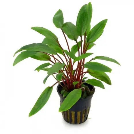 Moerings Cryptocoryne Becketti  Pot Moerings Cryptocoryne Becketti  Pot