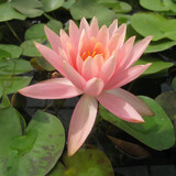 Moerings Nymphaea 'Colorado' (3L)