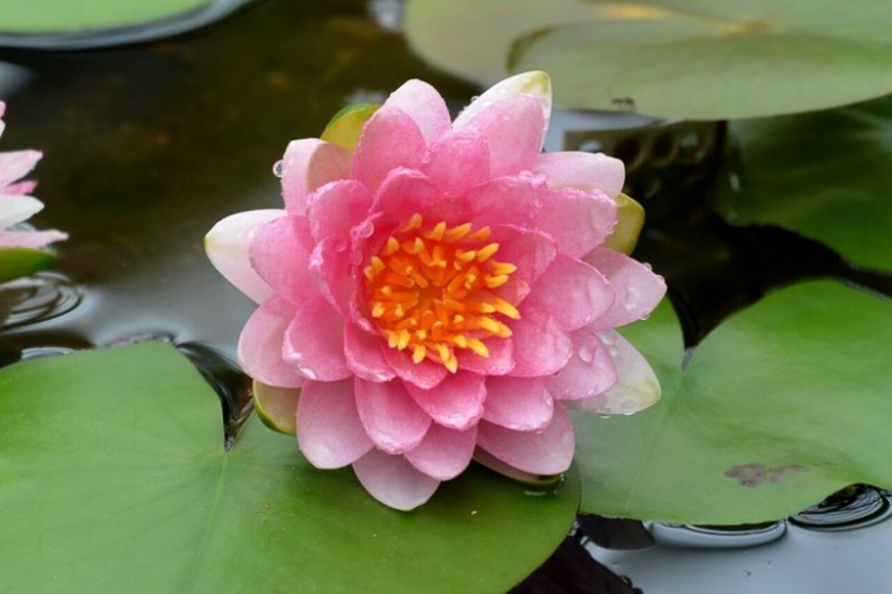 Moerings Nymphaea Marliacea 'Carnea' (3L)