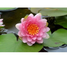 Moerings Nymphaea Marliacea 'Carnea' (3L)