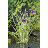 Moerings Iris Kaempferi (18X18) Moerings Iris Kaempferi (18X18)