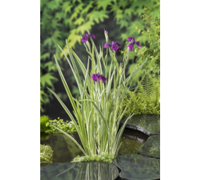 Moerings Iris Kaempferi (18X18) Moerings Iris Kaempferi (18X18)