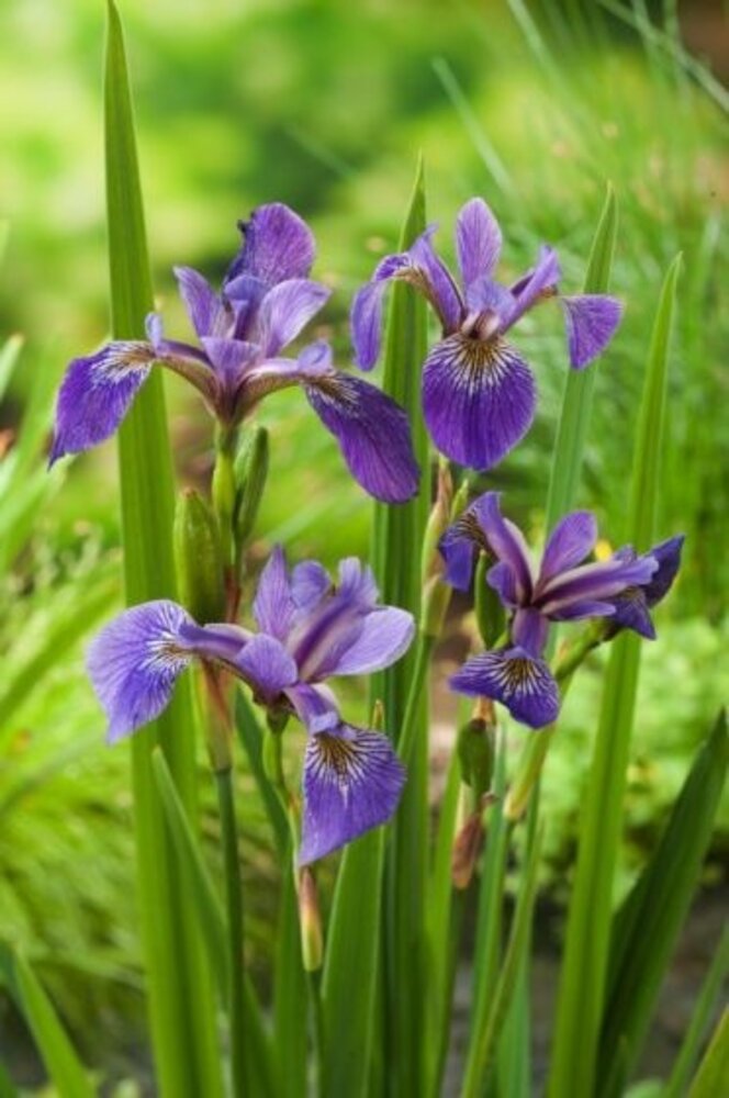 Moerings Iris Versicolor (18X18)