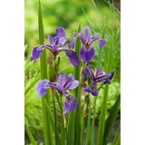 Moerings Iris Versicolor (18X18) Moerings Iris Versicolor (18X18)