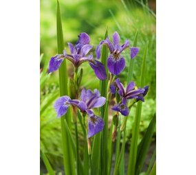 Moerings Iris Versicolor (18X18) Moerings Iris Versicolor (18X18)