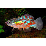 Jordanella Floridae Jordanella Floridae