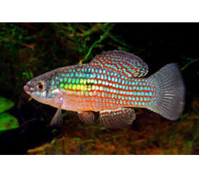 Jordanella Floridae Jordanella Floridae