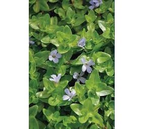 Moerings Bacopa Caroliniana (18X18) Moerings Bacopa Caroliniana (18X18)
