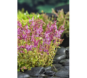 Moerings Rotala Indica 11x11 Moerings Rotala Indica 11x11
