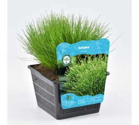 Moerings Scirpus Cernuus (18x18) Moerings Scirpus Cernuus (18x18)