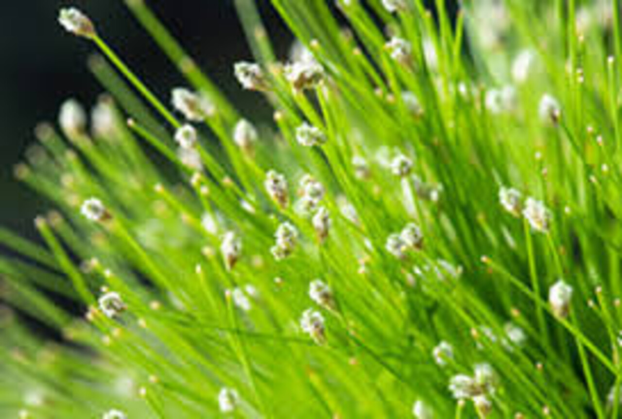 Moerings Scirpus Cernuus (18x18) Moerings Scirpus Cernuus (18x18)