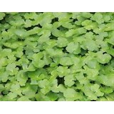 Moerings Hydrocotyle Nova Zealandiae (18x18) Moerings Hydrocotyle Nova Zealandiae (18x18)