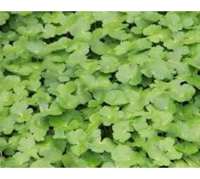 Moerings Hydrocotyle Nova Zealandiae (18x18) Moerings Hydrocotyle Nova Zealandiae (18x18)