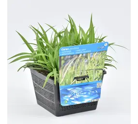 Moerings Carex Pendula 18x18 Moerings Carex Pendula 18x18