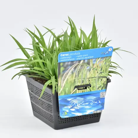 Moerings Carex Pendula 18x18 Moerings Carex Pendula 18x18