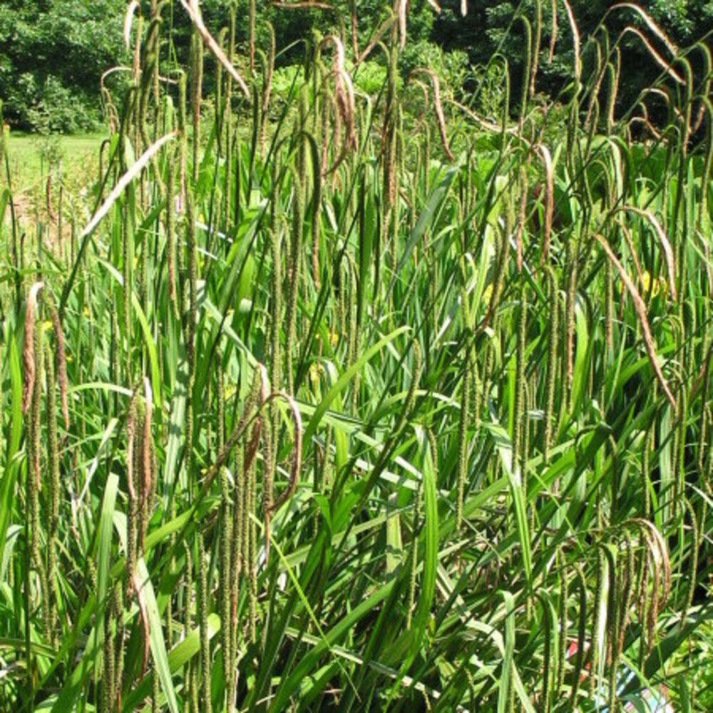 Moerings Carex Pendula 18x18 Moerings Carex Pendula 18x18